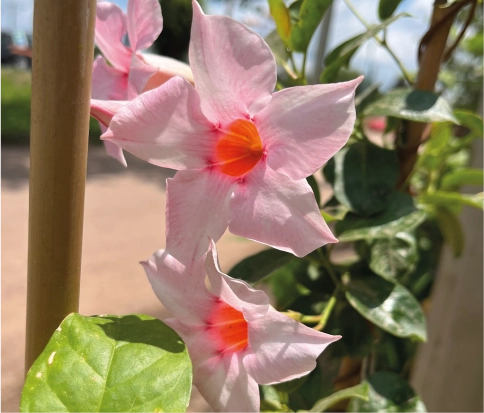 Enredadera (dipladenia) Color Rosa