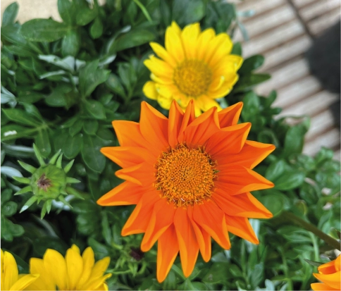 Plantin pleno sol (gazania)